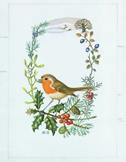 Juniper: Robin with holly, scots pine, mistletoe