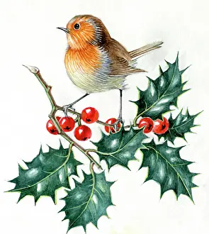 Eldridge: Robin on Holly ' young robin on holly sprig