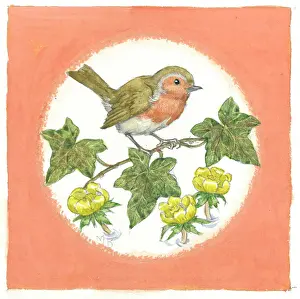 Aconites: Robin on ivy with aconites