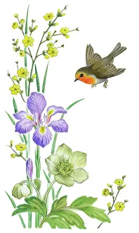 Lynes: Robin with jessamine, iris and Christmas roses