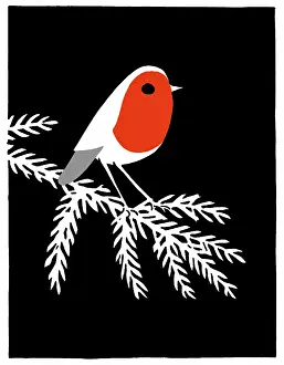 Larch: Robin on a Larch bough