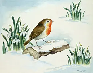 Clumps: Robin on a Log in the Snow & snowdrops