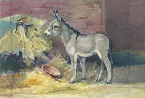Orton: Robin looking at a donkey