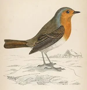 Erithacus: ROBIN (MORRIS)