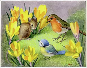 Crocuses: Robin, Mouse and Tit among crocuses