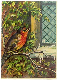Erithacus: ROBIN NEAR WINDOW