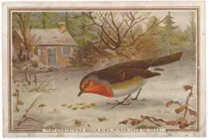 Pecking: Robin Pecking