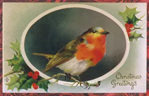 Jane Gordon Clark: Robin perched on a holly twig