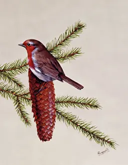 Erithacus: A Robin perched on a large fir cone