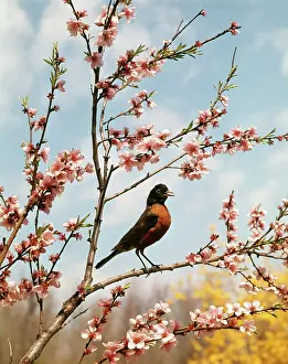 Harbinger: ROBIN PERCHED ON TREE BRANCH WITH SPRING BLOSSOMS