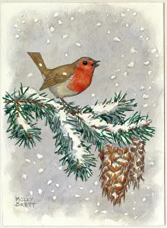 Robin on pine branch with falling snow