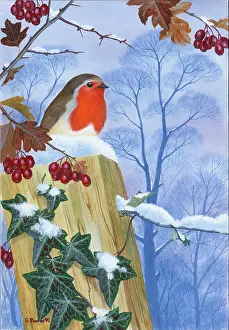 Bowes: Robin on a post with Ivy and Hawthorn with snow