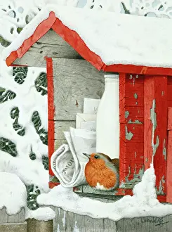 Sheltering: Robin in a Private Post Box ' in snow