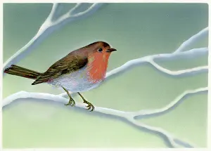 Broadly: Robin Redbreast