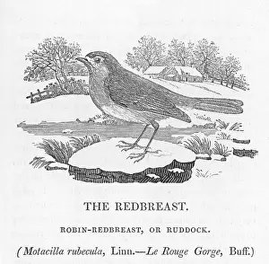 Bewick: ROBIN REDBREAST/BEWICK