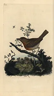 Erithacus: Robin redbreast, Erithacus rubecula