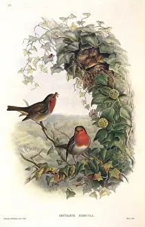 Leafy: Robin Redbreasts