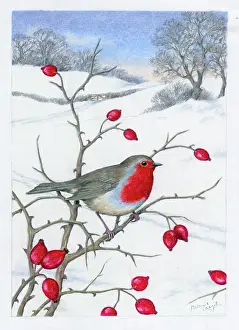 Cargill: Robin and Rose Hips in the Snow