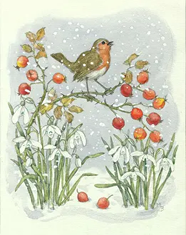 Rosehip: Robin and rosehips by Molly Brett