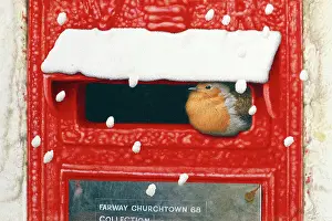 Sheltering: Robin Sheltering in a Victorian Letterbox