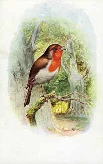 The J Salmon Image Archive (grenville): Robin singing in the woods