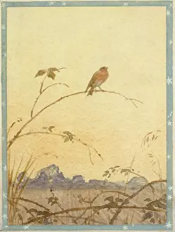 Twigs: A robin sitting on a twig
