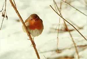 Barlow: Robin in the Snow