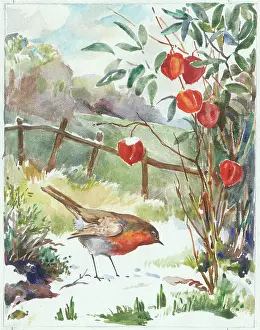 Robin in the snow with Chinese Lanterns