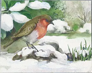 Clump: Robin in snow beside a clump of snowdrops
