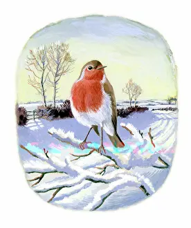 Bough: Robin on a snow-covered bough