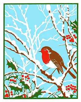 Three Colour: Robin on snow-covered boughs with holly