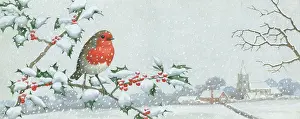 Hopking: Robin on a Snow-covered Holly Branch