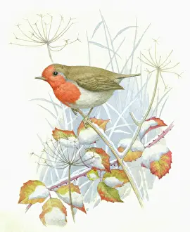 Hopking: Robin on a snow-covered stalk