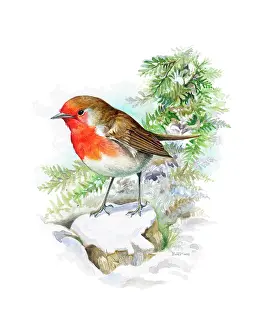 Snow Covered: Robin on a snow-covered tree stump