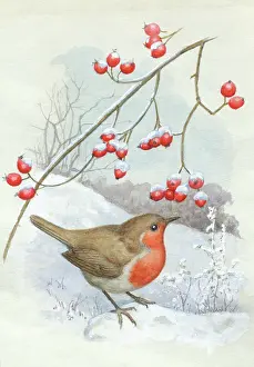 Hopking: Robin in the snow with hips