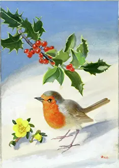 Heda: Robin in the snow with holly and aconites
