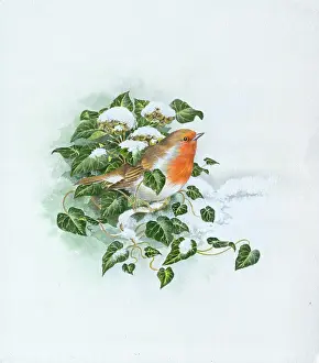 Comerford: Robin in snow with ivy
