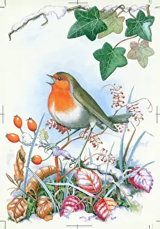 Sherbourne: Robin in snow with ivy above