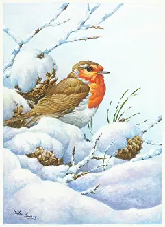 Cones: Robin in the snow with pine cones