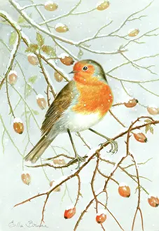 Rosehips: Robin with snow and rosehips