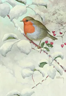 Hopking: Robin in Snow – on snow-covered rose branch