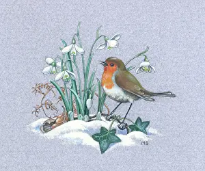 Snowdrops: Robin in snow with snowdrops and ivy
