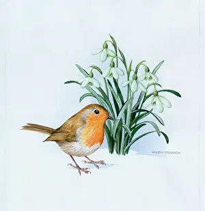 Snowdrop: Robin with Snowdrops