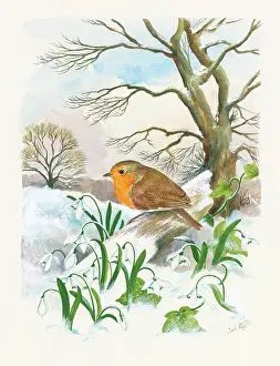 Snowdrops: Robin with snowdrops