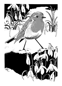 Sykes: Robin and Snowdrops