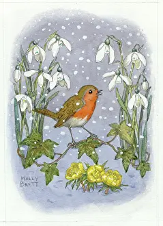 Aconites: Robin with snowdrops, ivy and aconites