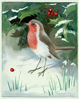 Pitchford: Robin with snowdrops in snow