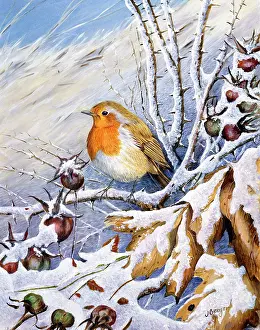 Benger: Robin on a Snowy Bough