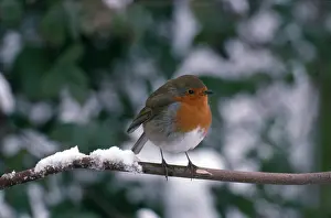 Twigs: Robin on a snowy bough