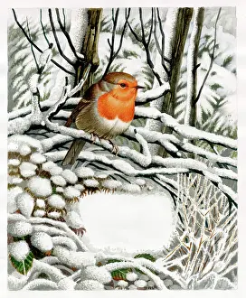 Binns: Robin On A Snowy Branch